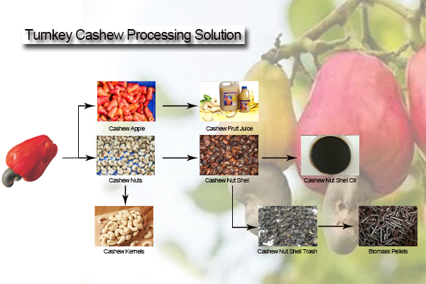 Turnkey Cashew Processing Solution