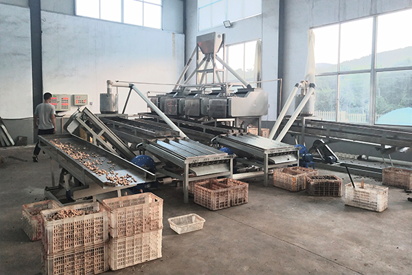 Turnkey automatic cashew nut processing line